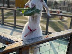 -前小桔亲子创意农场·草莓采摘·露营烧烤