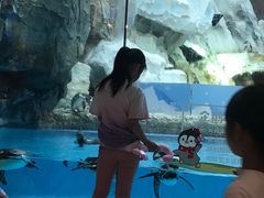 -帝企鹅自助餐厅•儿童岛•真企鹅(长隆企鹅酒店)