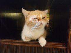 -more than meow吴止猫主题餐厅(承德 中船汇店)