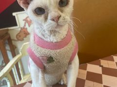 -猫小院猫主题餐厅(南锣旗舰店)