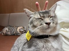 -MOCHA明星猫咖(田子坊店)