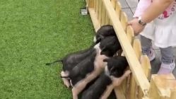 -萌宠亲子动物乐园(槐房万达店)