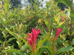 -永定河休闲森林公园