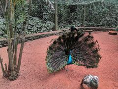 -海南热带野生动植物园