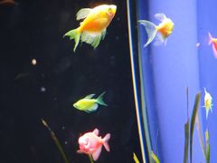 -欢乐海岸海洋奇梦馆