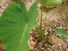 -小六农家乐(崇明西沙湿地店)