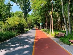 -大兴滨河森林公园