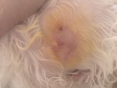 -艾贝尔宠物医院·24H转诊中心·肿瘤猫专科(江宁双龙店)