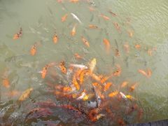 -泗洪洪泽湖湿地景区