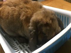 -藦茜花园宠物主题亲子互动体验馆(国顺东路店)