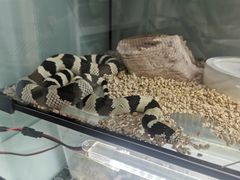 -华声天桥民俗文化园