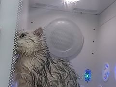 -爱洗澡的猫(天河路店)