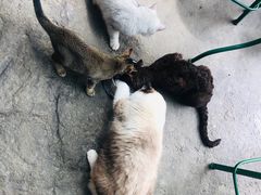 -喵屿·大理花园猫咖