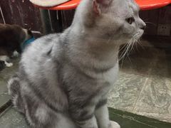 -猫咪博物馆(顶澳仔猫街店)