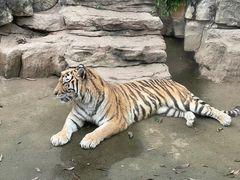 -深圳野生动物园