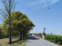-上海滨江森林公园