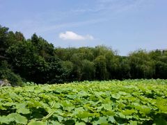 -高子水居