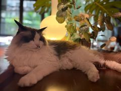 -咖法森林·咖啡  酒吧(天河店)