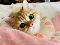 -糯米喵星人总部直营旗舰店·猫舍·幼猫出售