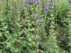 -北运河水利风景区