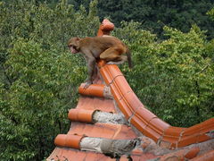 -黔灵山公园