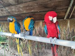 -西霞口神雕山野生动物世界