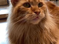 -猫腻·猫咖·撸猫馆(星光大道店)