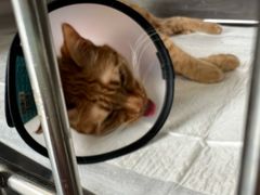 -艾贝尔宠物医院·24H转诊中心·肿瘤猫专科(江宁双龙店)