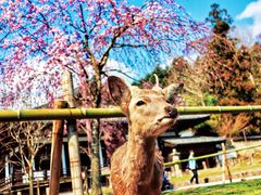 -奈良公园