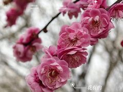 -香雪海