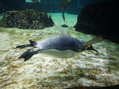 -悉尼海洋生物水族馆