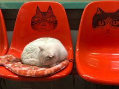 -猫咪博物馆(顶澳仔猫街店)