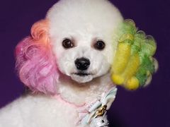 -超宠爱宠物摄影-Super pet