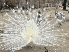 -哈尔滨北方森林动物园