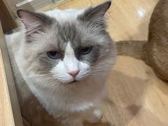 -是阿柴呀！柴犬咖啡·爱喵喵猫咖