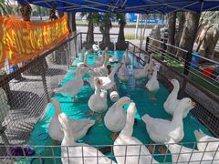 -大鹅岛绿色生态美食园