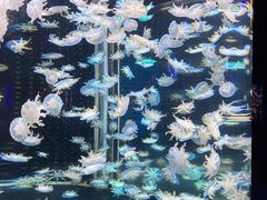 -太平洋海底世界