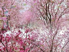 -广东花都湖国家湿地公园
