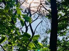 -铁山坪森林公园