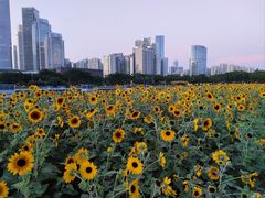 -海心沙亚运公园