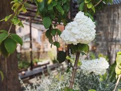 -MOJ coffee(瓯海泽雅水碓坑店)