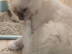 -屋虎猫馆(宝安大仟里店)