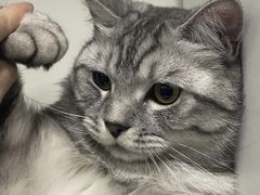 -关爱宠物医院·猫科中心·消化科(滨湖万达分院)