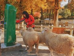 -神户市立六甲山牧场