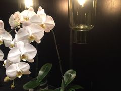 -Tivano意大利餐厅(成都居舍酒店)