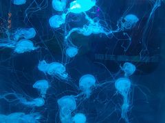 -秦皇岛新澳海底世界