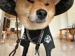 -爱侣宠医·鹦鹉专科·小型哺乳类·异宠专科(灵石路店)