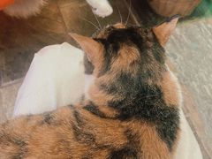 -猫咪博物馆(顶澳仔猫街店)