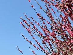 -香雪海