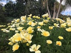 -墨尔本皇家植物园